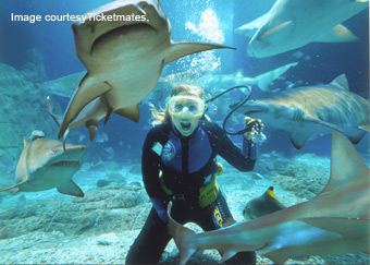 Underwater World Shark Dive Mooloolaba